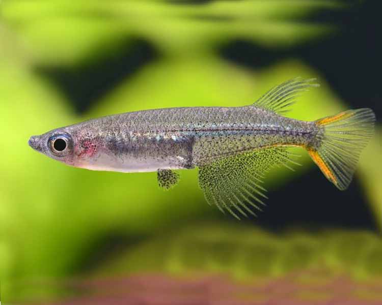 Orzyias Soerotoi ~ 3cm
